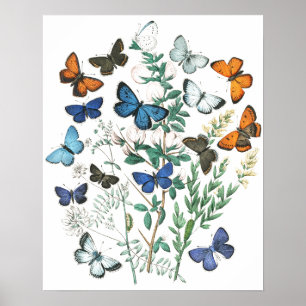 Vintage Butterflies Illustration Poster