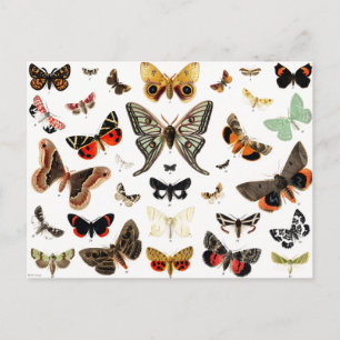 Vintage Butterflies & Moths  Illustration Art Postcard
