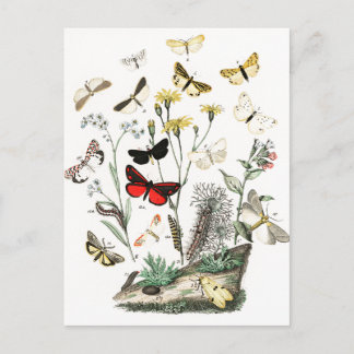Vintage Butterflies & Moths  Illustration Art Postcard
