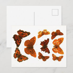 Vintage Butterflies & Moths Zoological Sketch Post Postcard