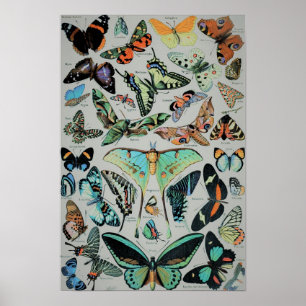 Vintage Butterflies Print