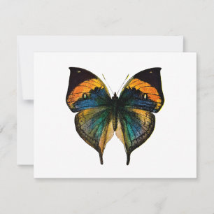 Vintage Butterfly - 1800's Antique Butterfly Litho