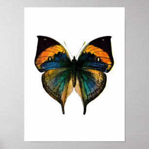 Vintage Butterfly - 1800's Antique Butterfly Litho Poster
