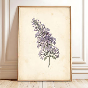 Vintage Butterfly Botanical Print Poster