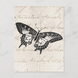 Vintage Butterfly Illustration 1800's Butterflies Postcard