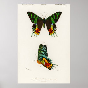 Vintage Butterfly Illustration Poster