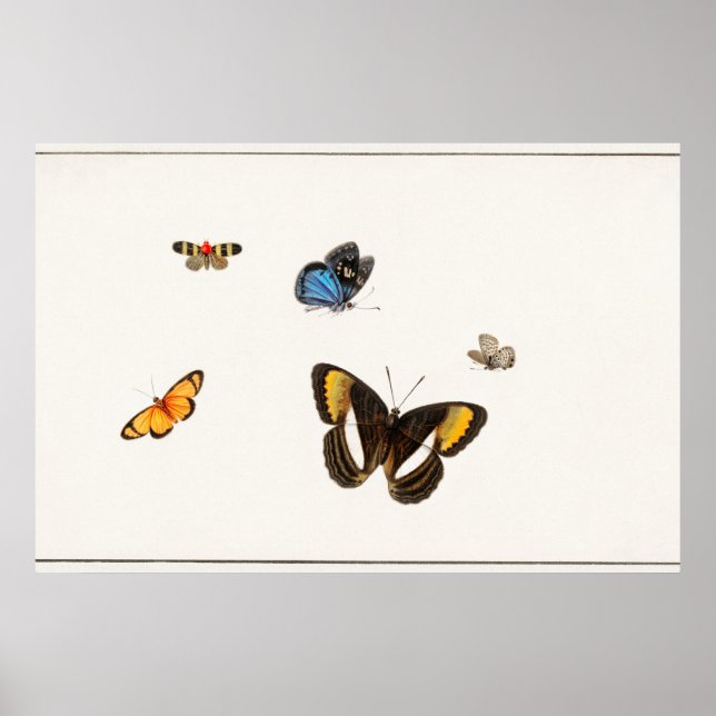 Vintage Butterfly Illustration Poster (Front)