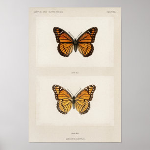 Vintage Butterfly Illustration Poster