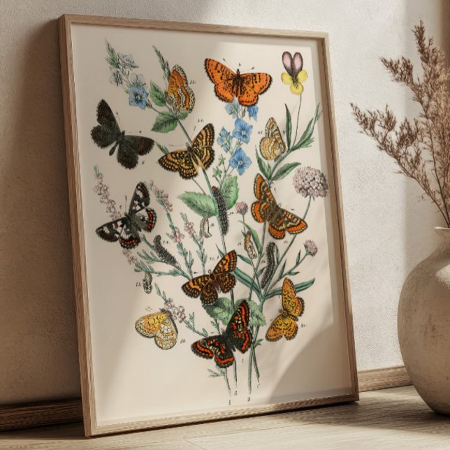 Vintage Butterfly Illustrations Botanical Art Poster (Creator Uploaded)