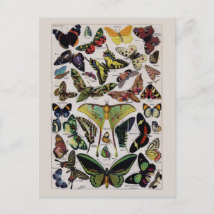 Vintage butterfly moth art postcard
