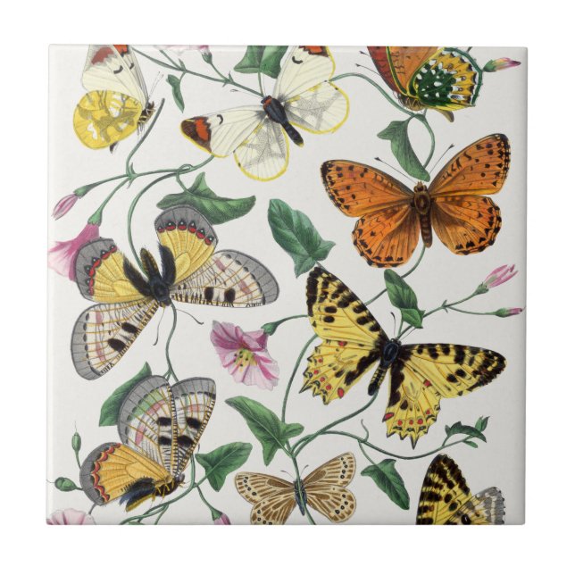 Vintage Butterfly & Moth  Ceramic Tile (Front)
