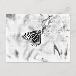 Vintage Butterfly on flower - Black and White Postcard