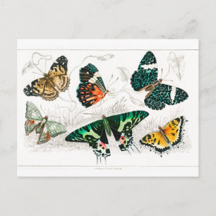 Vintage Butterfly Papillon Old Illustration Art Postcard