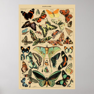Vintage Butterfly Papillon Old Illustration Art Poster