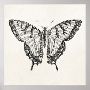 Vintage Butterfly Personalised Butterflies Insects Poster