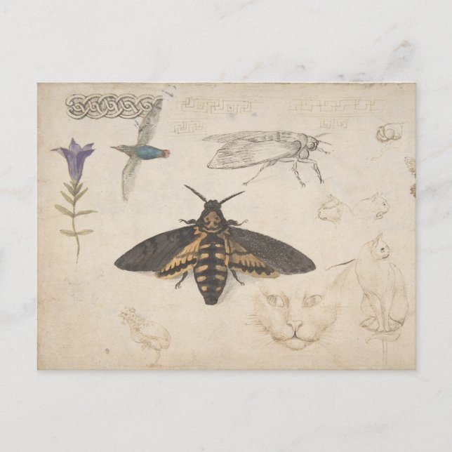 Vintage Butterfly Postcard (Front)