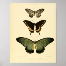 Vintage Butterfly poster