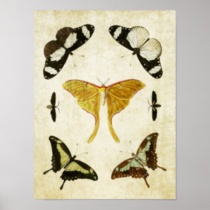 Vintage Butterfly Print 002