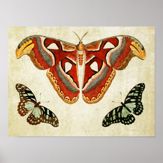 Vintage Butterfly Print 009 (Front)