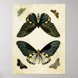 Vintage Butterfly Print 010