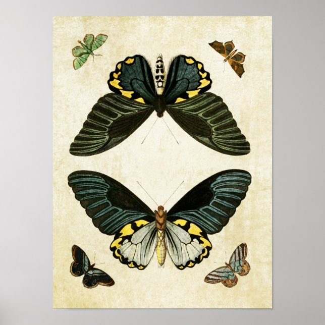 Vintage Butterfly Print 010 (Front)