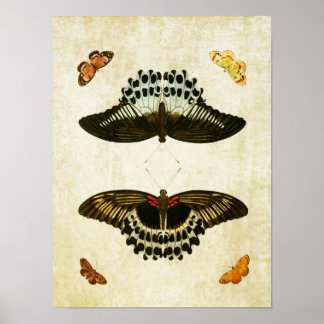 Vintage Butterfly Print 053