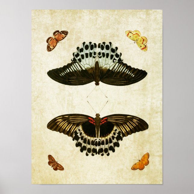 Vintage Butterfly Print 053 (Front)