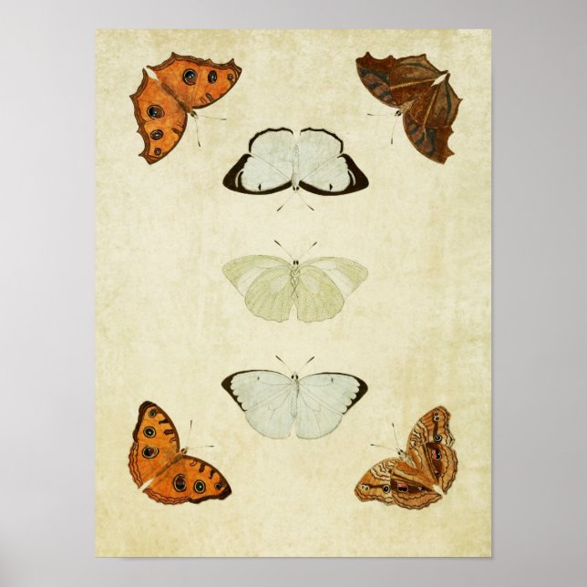Vintage Butterfly Print 058 (Front)