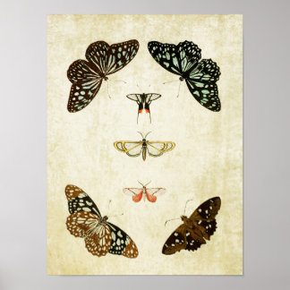 Vintage Butterfly Print 059