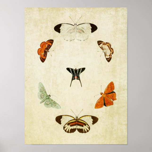 Vintage Butterfly Print 063 (Front)