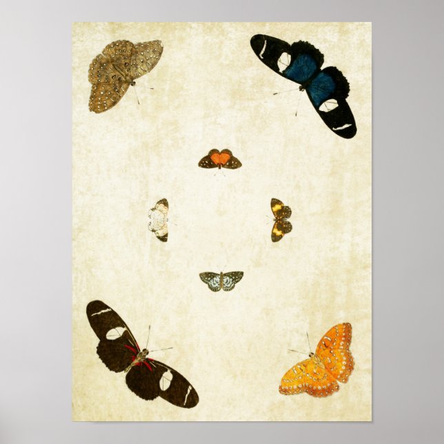 Vintage Butterfly Print 066 (Front)