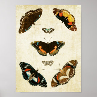 Vintage Butterfly Print 067