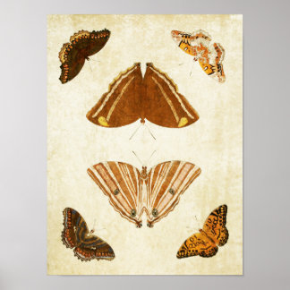 Vintage Butterfly Print 069
