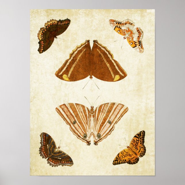 Vintage Butterfly Print 069 (Front)