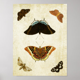 Vintage Butterfly Print 074