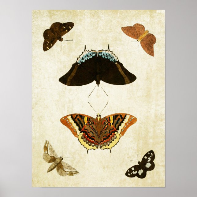 Vintage Butterfly Print 074 (Front)