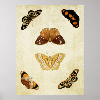 Vintage Butterfly Print 081