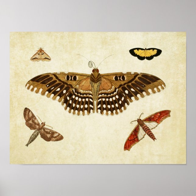 Vintage Butterfly Print 088 (Front)