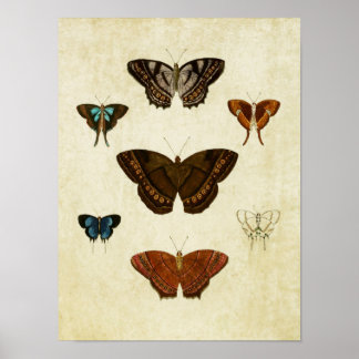 Vintage Butterfly Print 096