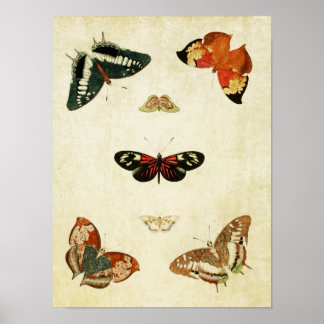Vintage Butterfly Print 119