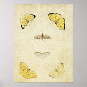 Vintage Butterfly Print 120