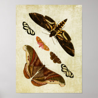 Vintage Butterfly Print 126