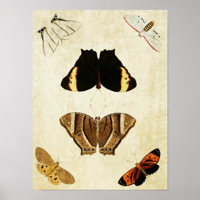 Vintage Butterfly Print 133 (Front)