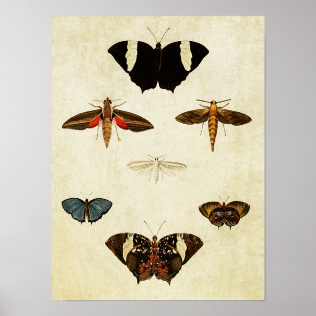 Vintage Butterfly Print 137 (Front)