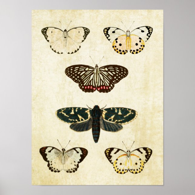 Vintage Butterfly Print 154 (Front)