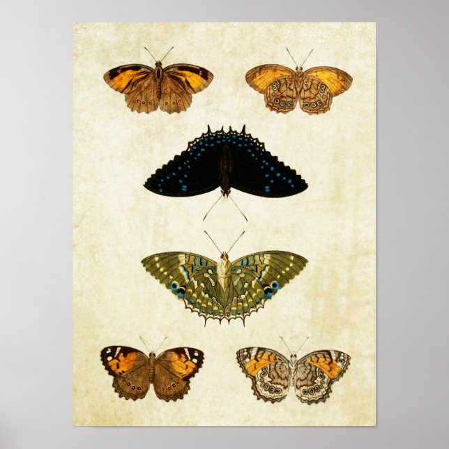 Vintage Butterfly Print 161 (Front)