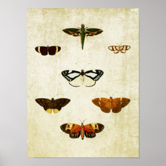Vintage Butterfly Print 178