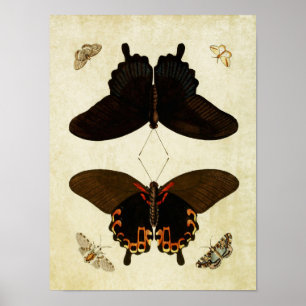 Vintage Butterfly Print 181