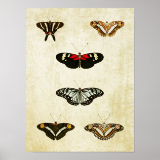 Vintage Butterfly Print 188