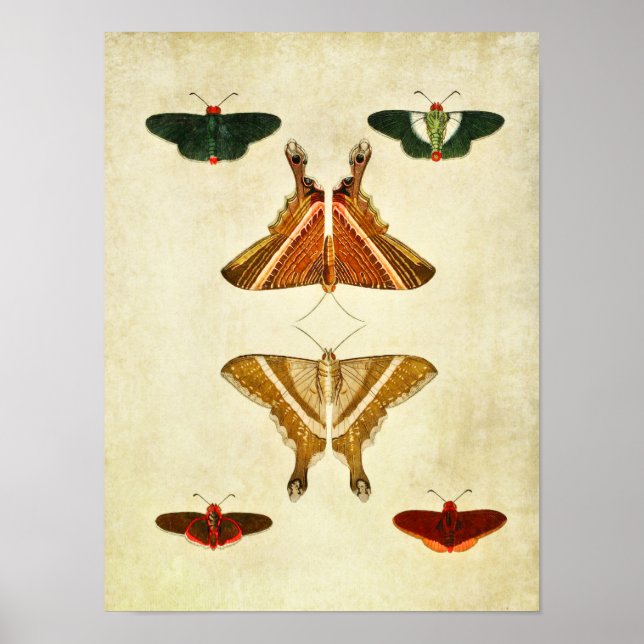 Vintage Butterfly Print 199 (Front)